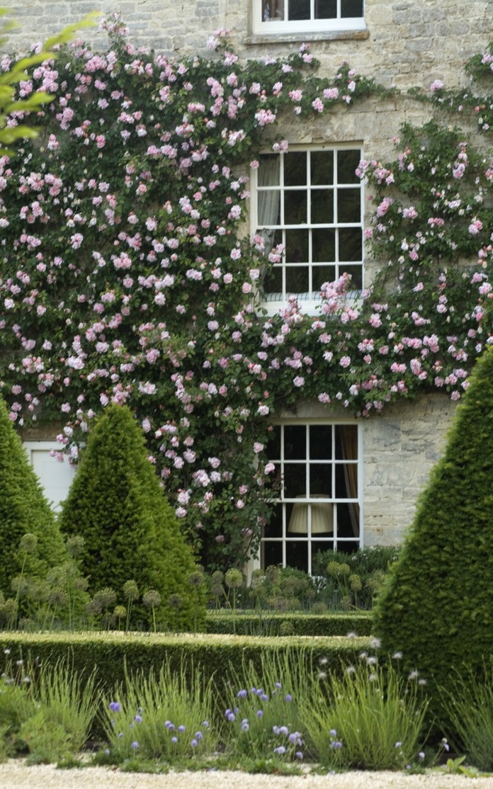 Climbing roses covering window sills